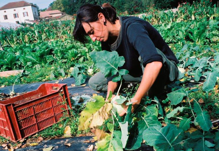 maraichage pour un retour a l'emploi